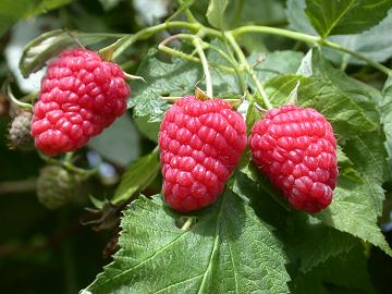 raspberries