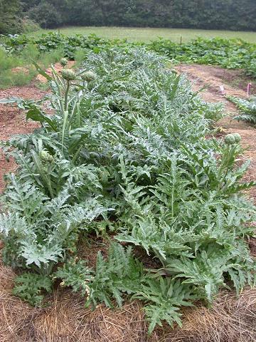 artichokes