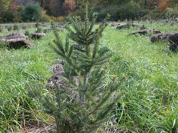 xmastrees