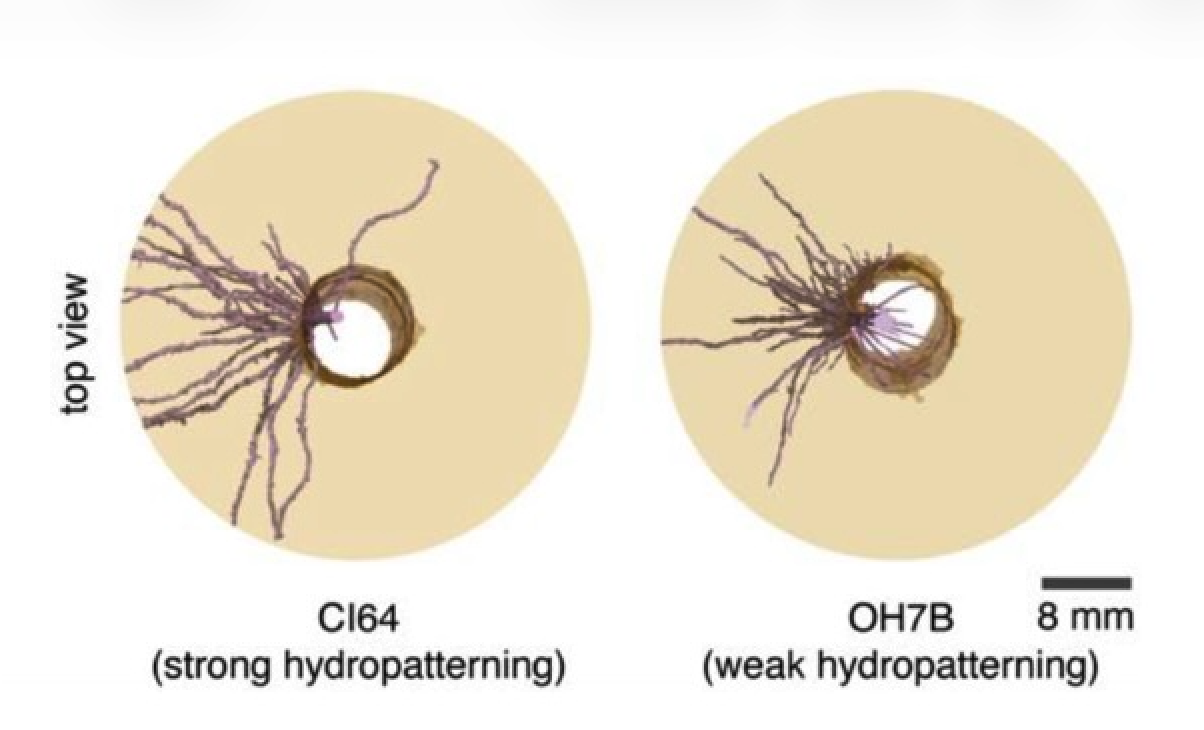Unearthing the roots of drought resilience to shield plants from climate change