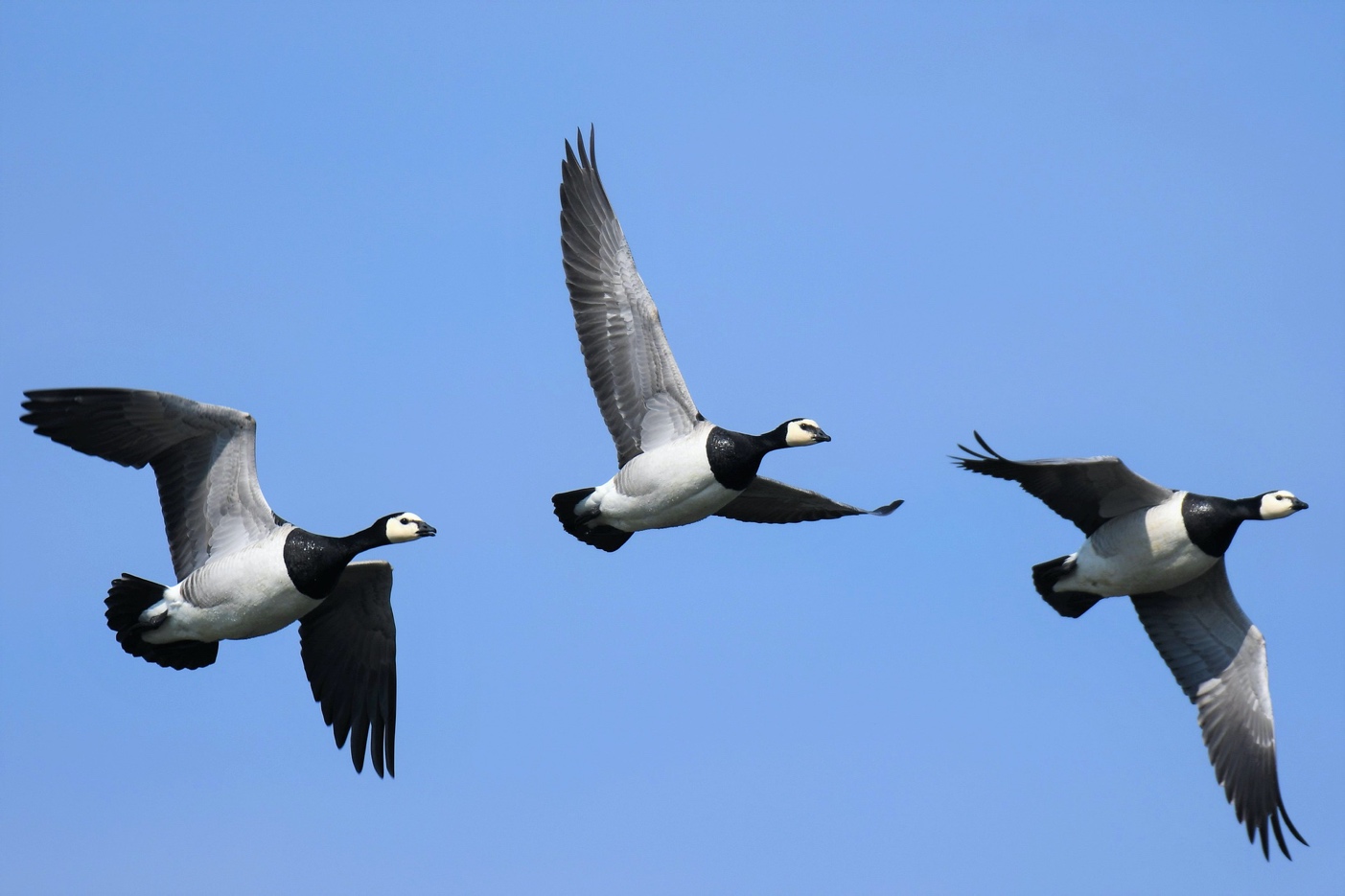 Canada goose migration quality outlet