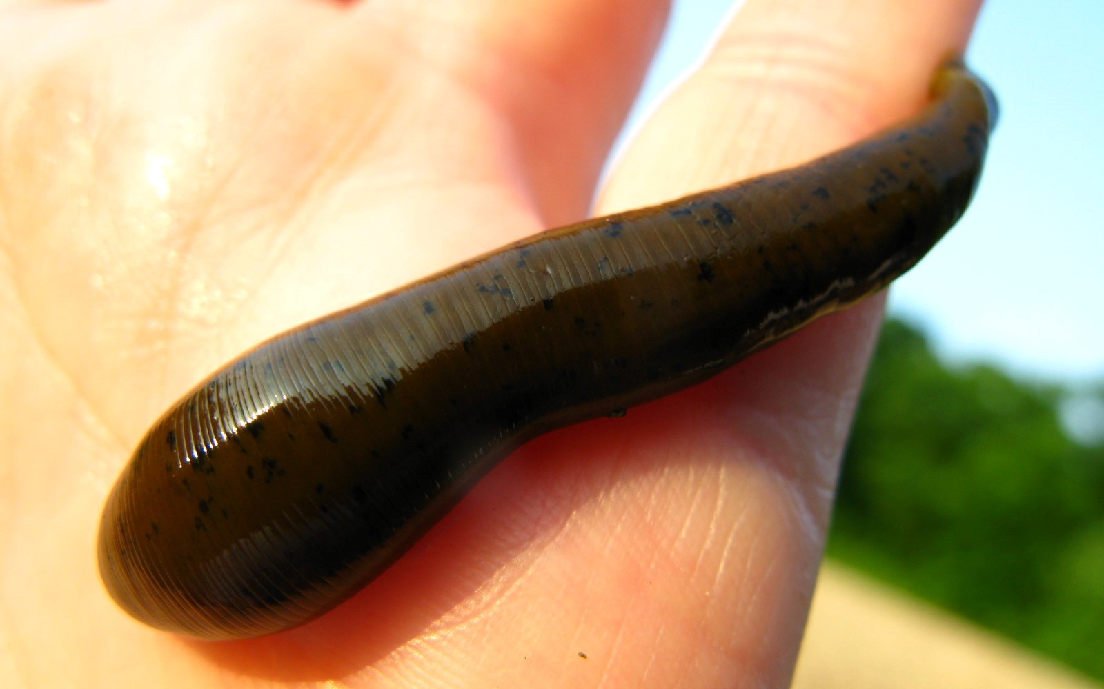 Researchers Sequence Third Leech Species Genome Finding Over 30 Blood researchers-sequence-third-leech-species-genome-finding-over-30-blood
