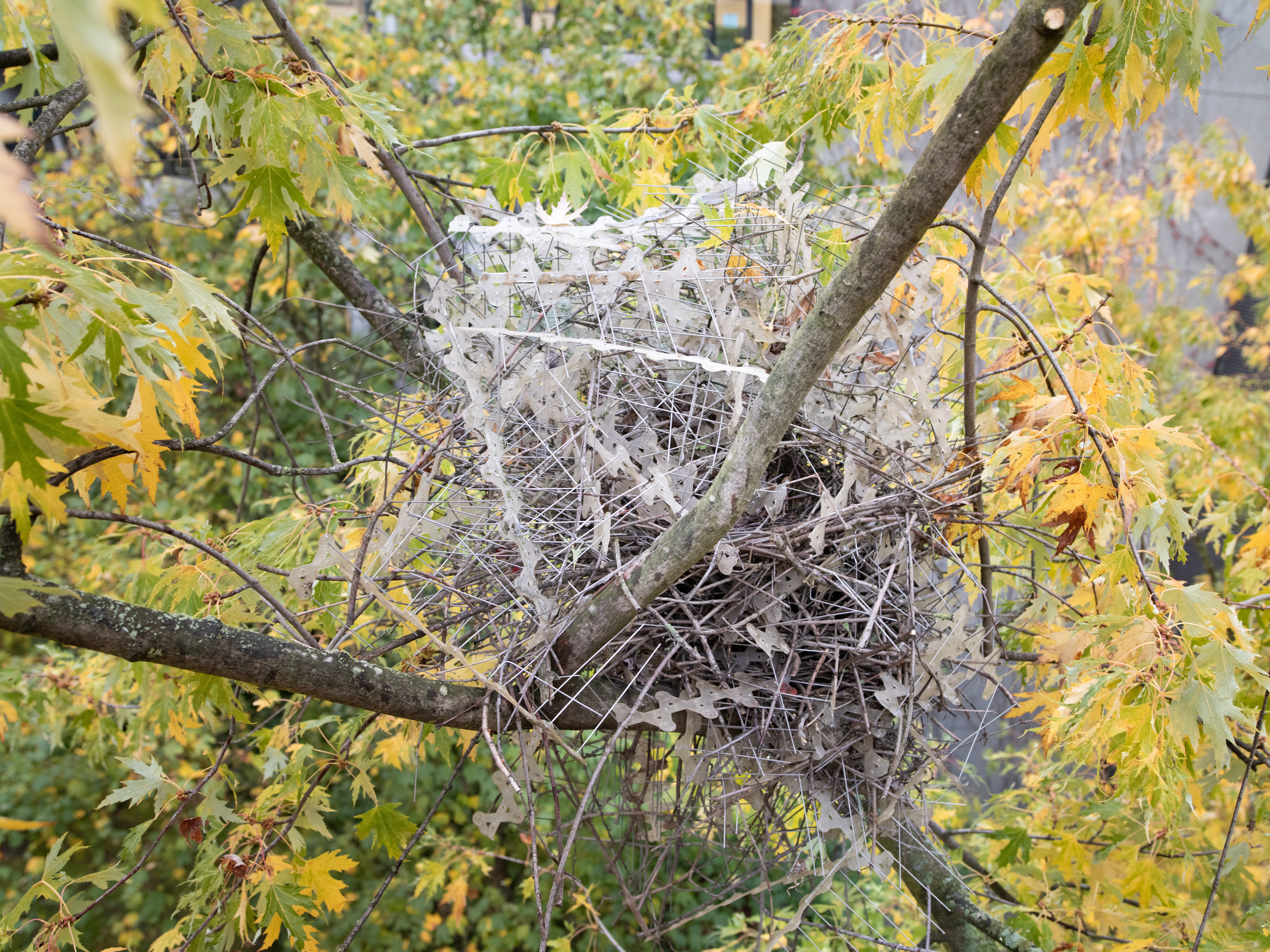 Im-PECK-able Adaptation: Some City Birds Construct Nests Out of