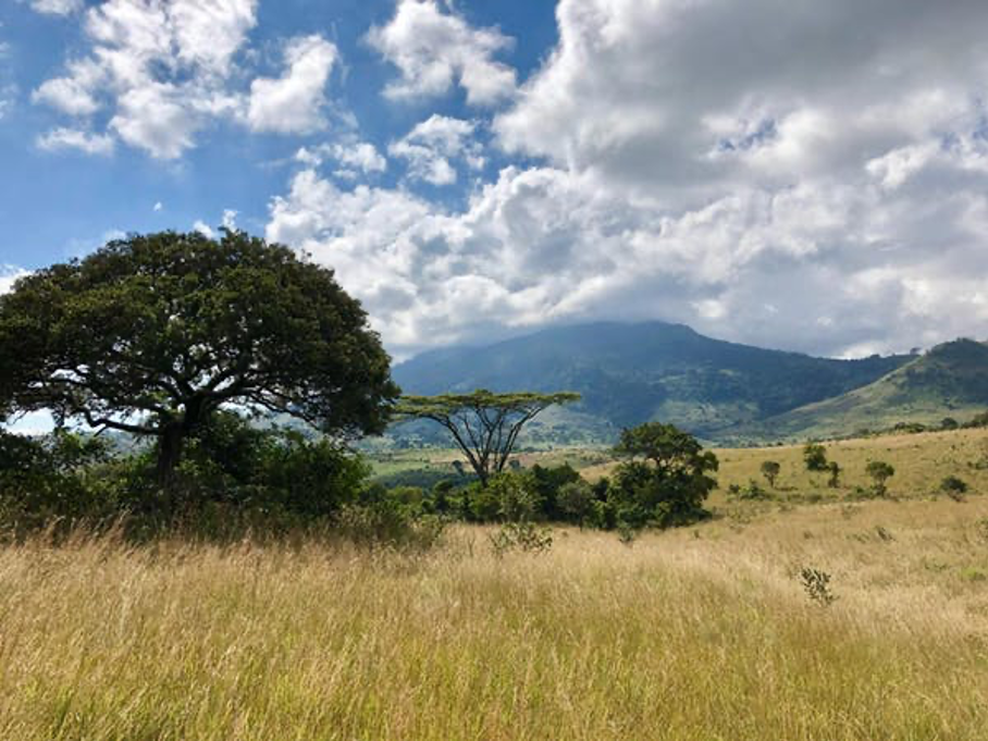 Missing the grasses for the trees Reforestation threatens grassland