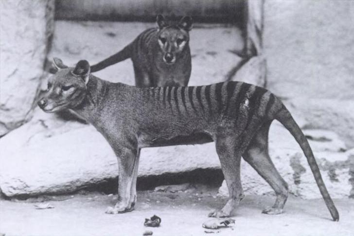 De-extinction narratives can change attitudes on conservation | ScienceWriters () De-extinction narratives can change attitudes on conservation | ScienceWriters ()