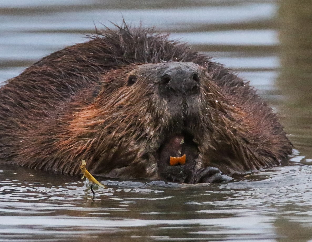 Beavers have orange teeth, an indicator of the iron content that gives them...