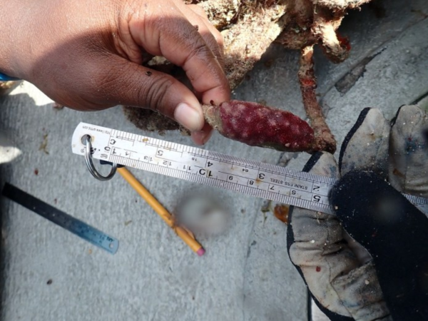 A person’s hand holds a small red sea creature next to a ruler. 