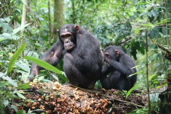 In a forested area, two chimpanzees sit next to one another. One is touching the other’s back, engaged in grooming.