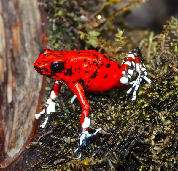 Red frog in the wild.