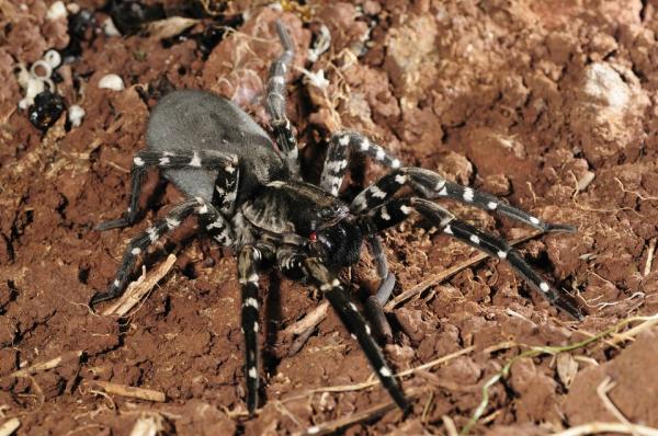 Desertas Wolf Spider crawling in soil.
