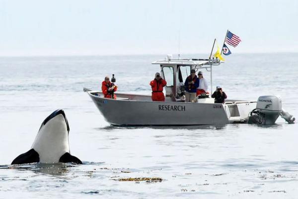 A team of researchers in red jackets look on while an orca breaches the ocean surface on a gray day.