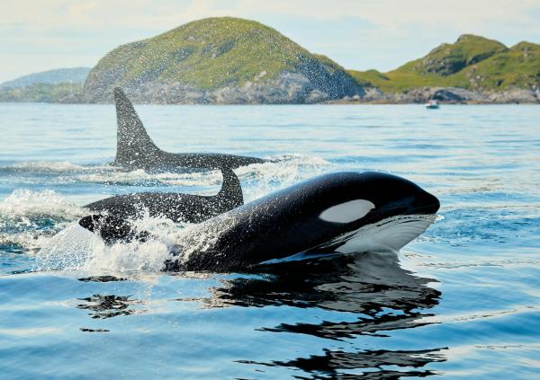 Three orcas pass each other with a splash in deep blue ocean water.