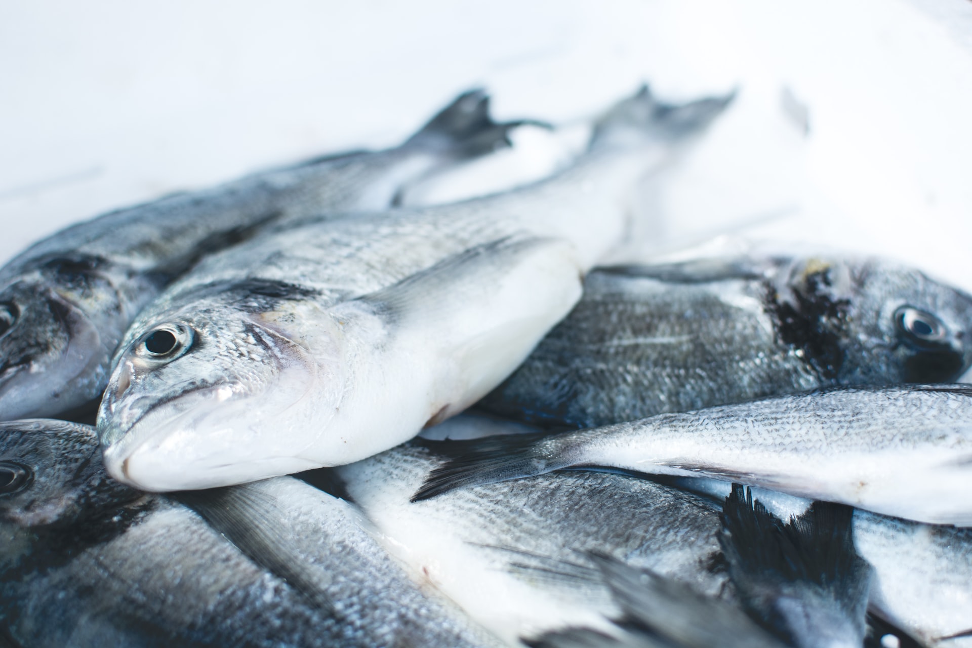 Science has ignored the welfare of 70% of farmed fish | ScienceWriters