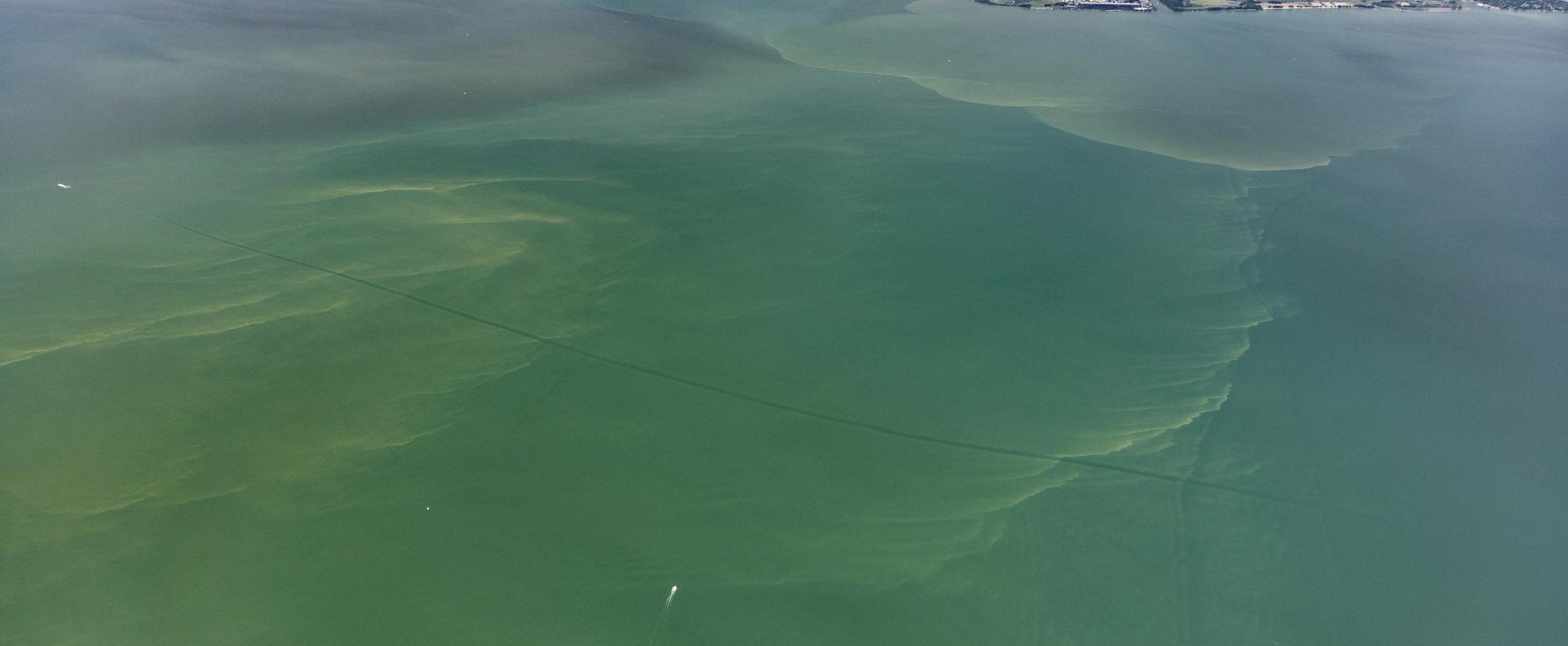 Aerial shot of a harmful algal bloom in Western Lake Erie