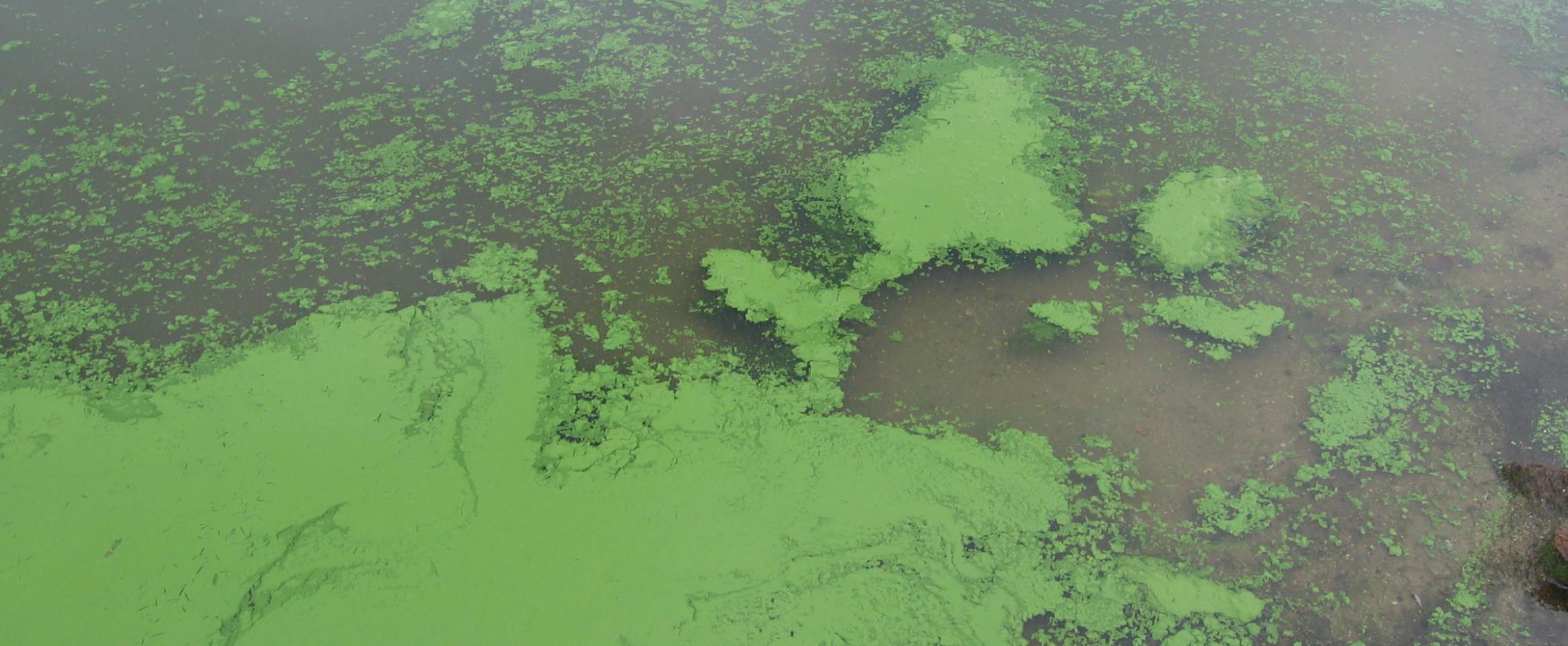Algal bloom in Lake Binder, Iowa