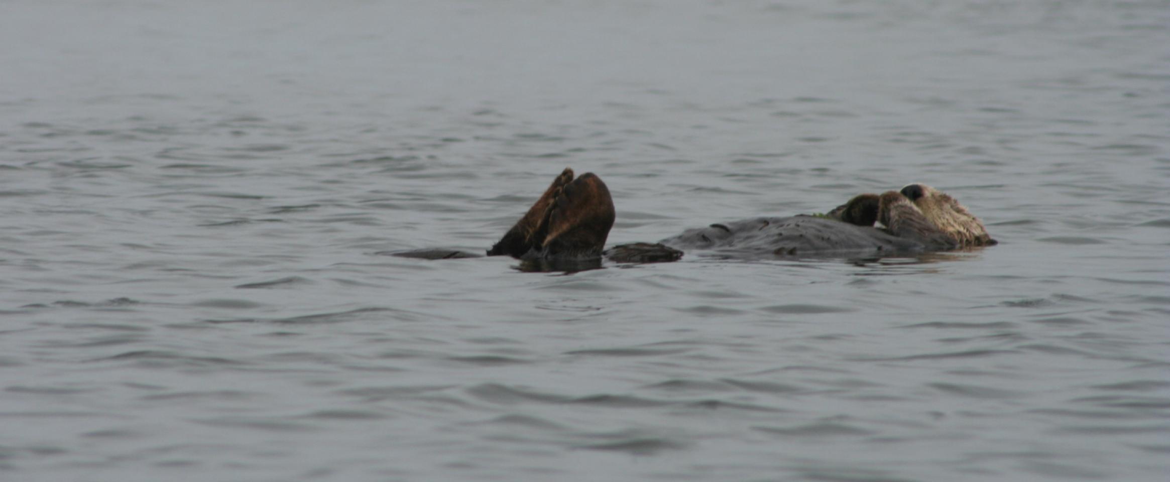 Rectangular photo of sea otter in the ocean. Photo credit: Jeff Stevens