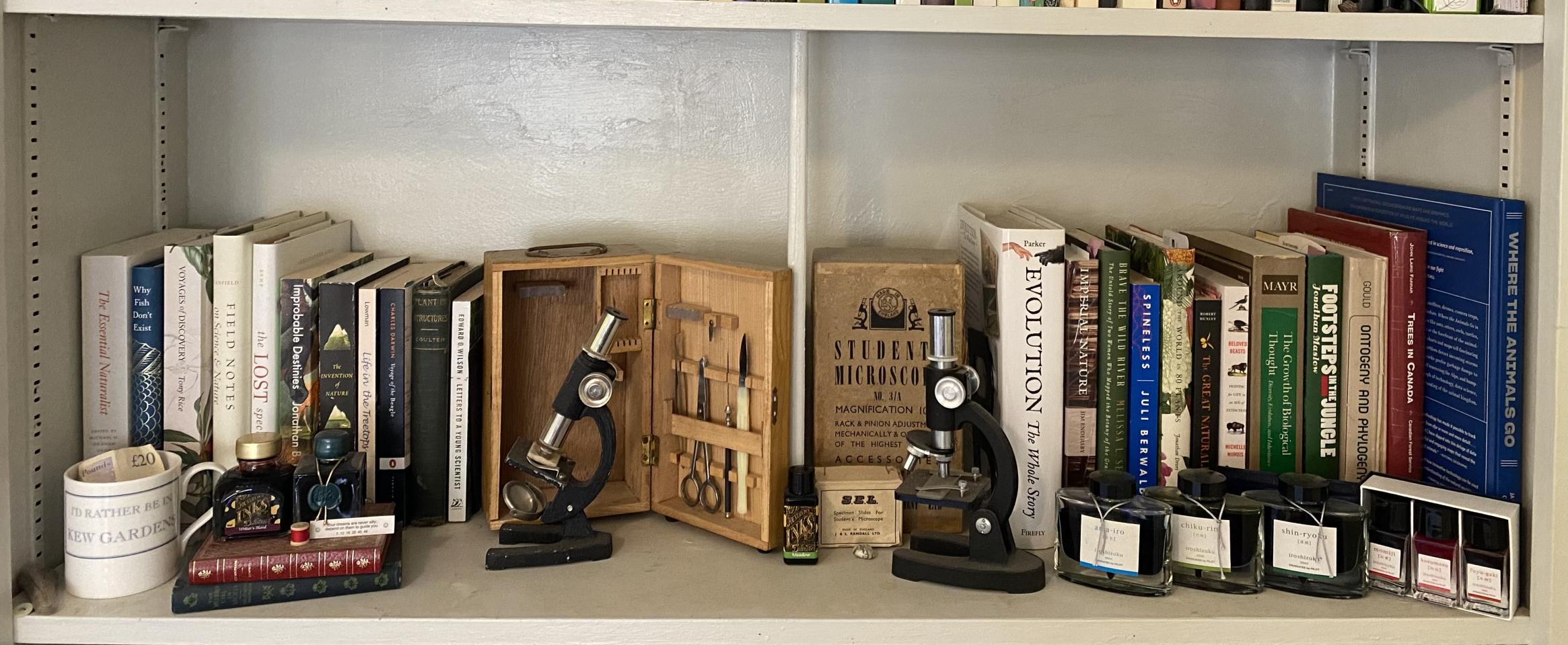 Rectangular photo of Erin Zimmerman’s office bookshelf showing works on botany, trees, naturalists, evolution, ontogeny and phylogeny, Darwin, and evolution, along with two antique student microscopes. Photo credit: Erin Zimmerman.