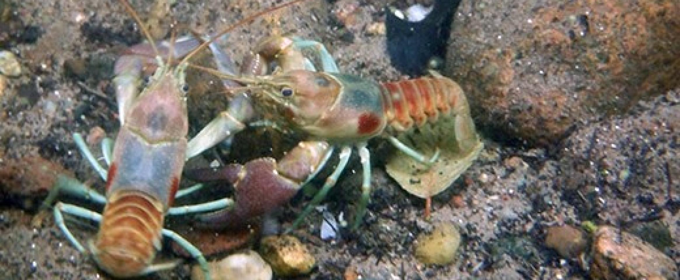 Invasive crayfish are dying in the Midwest. Could a fungus be the