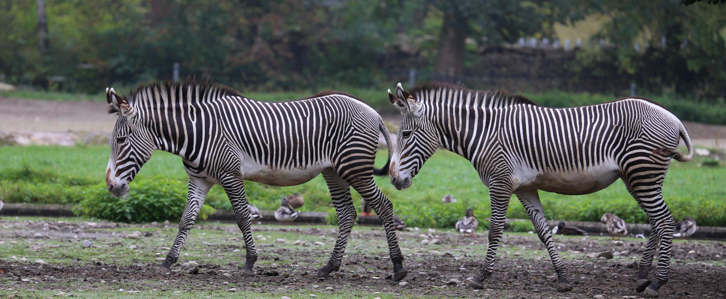 Pair of Grevy’s Zebras