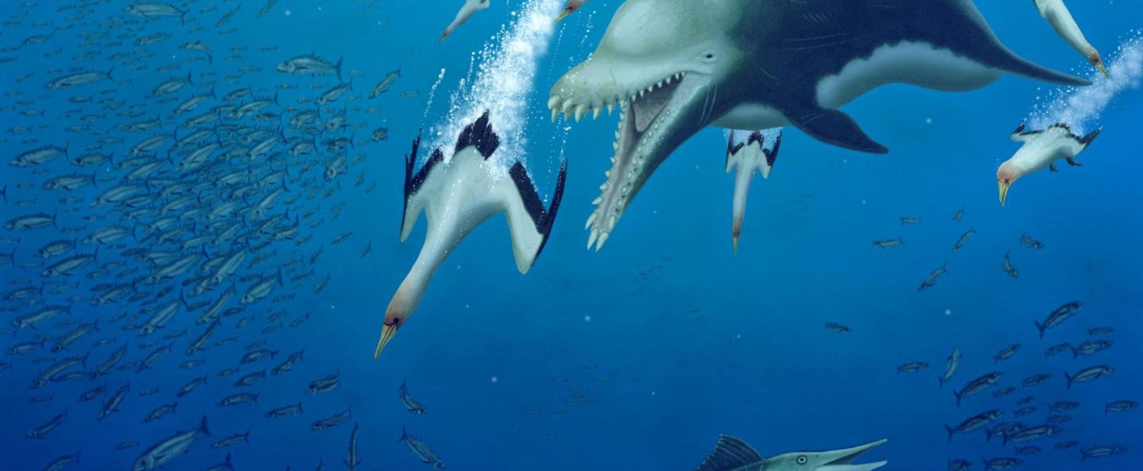 Dolphins And Blue Whales Evolved Side By Side Sciencewriters Www Nasw Org