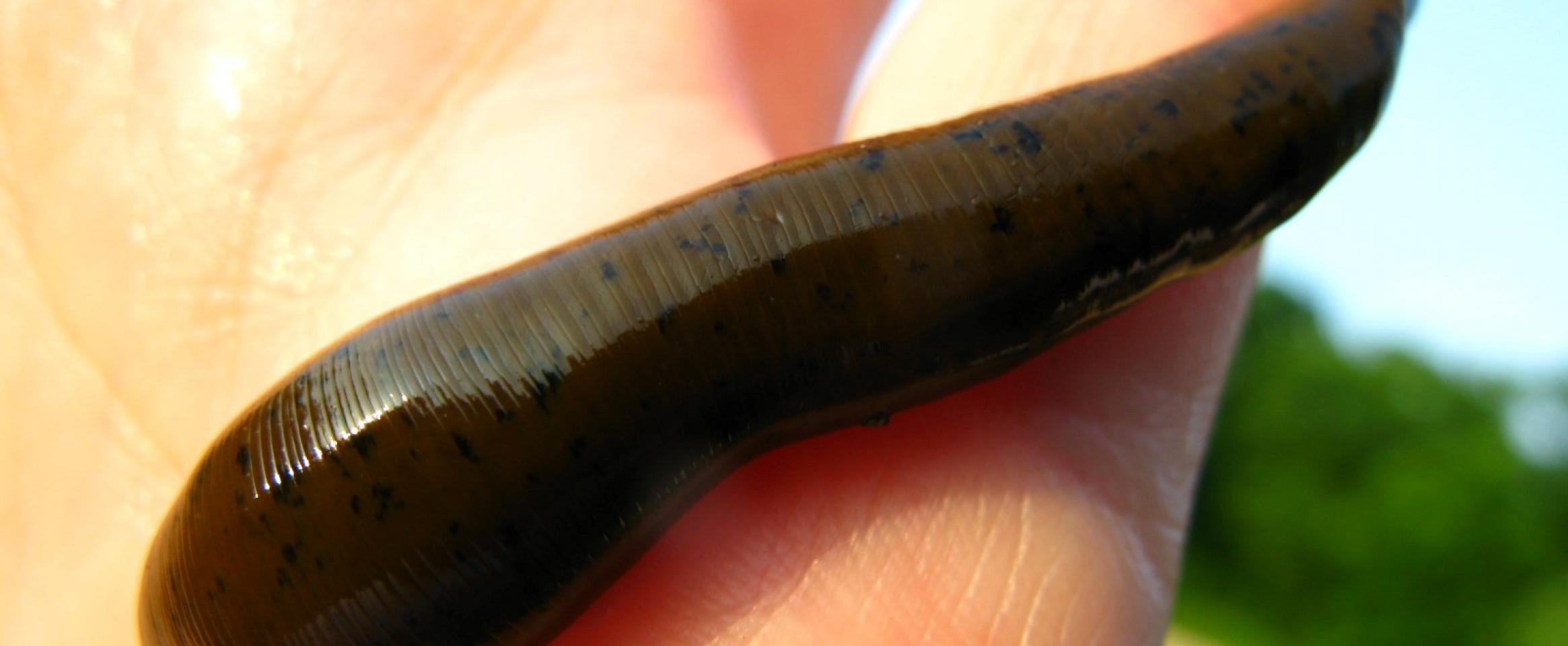 Researchers sequence third leech species' genome, finding over 30 blood  thinners