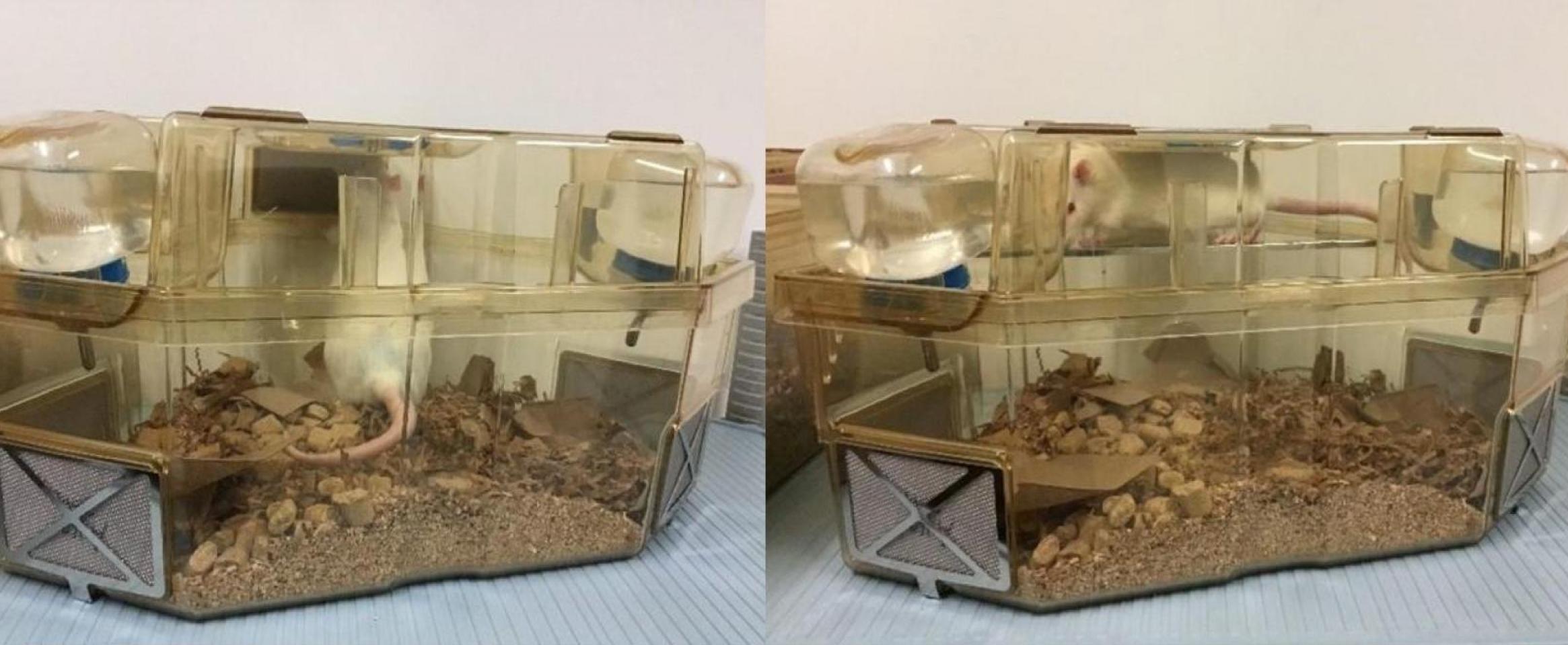 Rat clearance cage ottawa