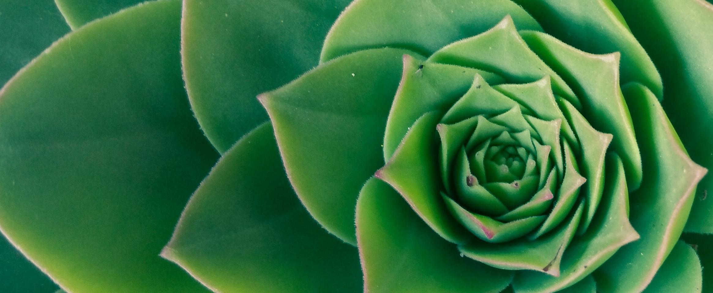 Succulent closeup