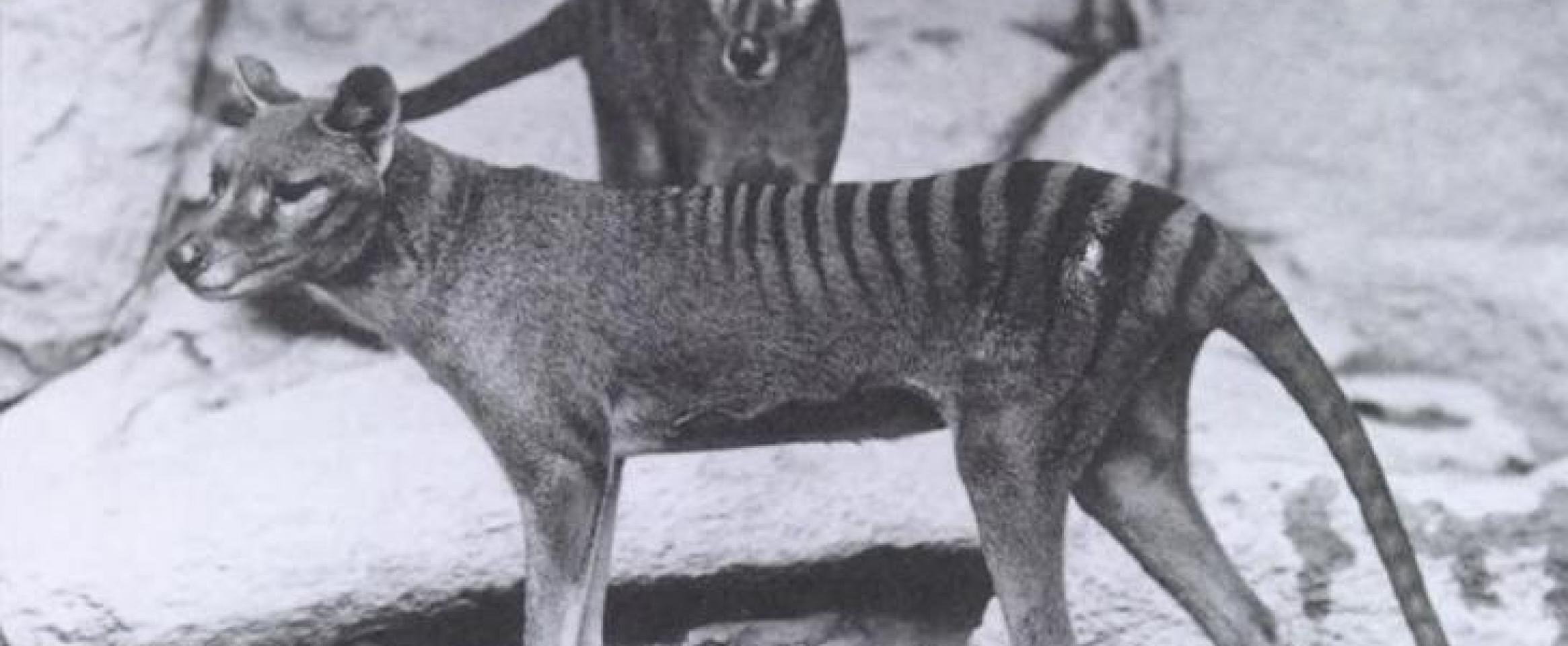 Scientists are exploring ways to recreate the extinct Tasmanian tiger.