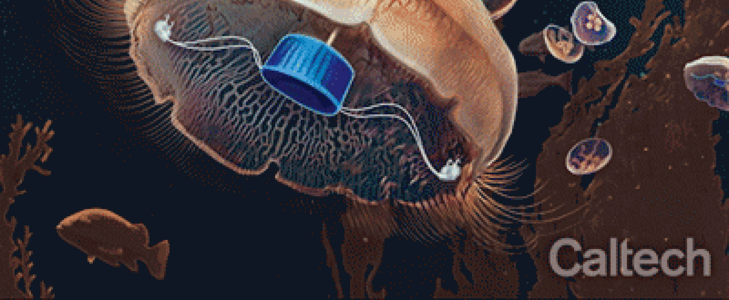 Live jellyfish fitted with microelectronics that stimulate fast and efficient swimming.