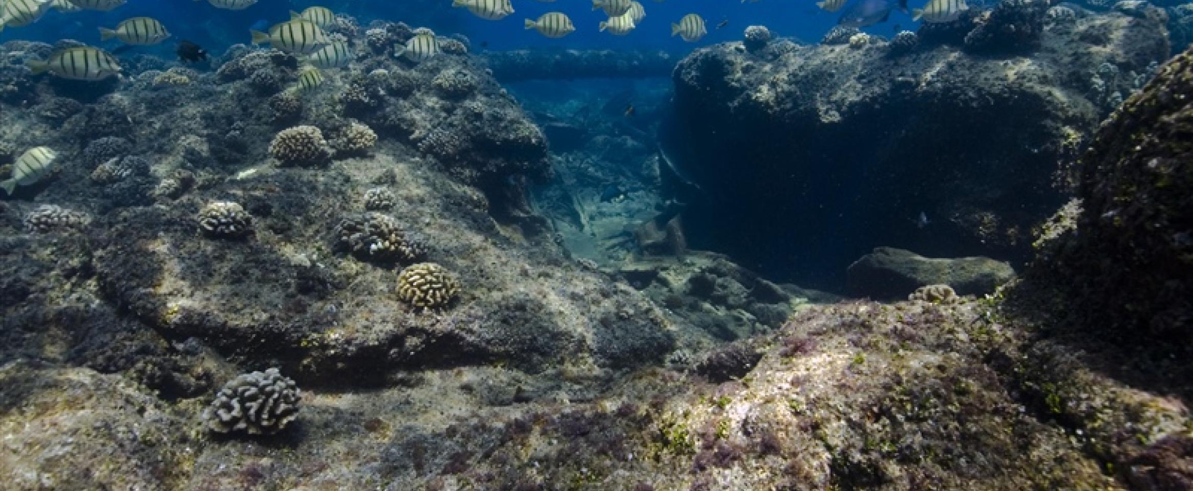 Top Fish swim in a sanctuary near Papahānaumokuākea Marine National Monument, Hawaii. Credit: NOAA