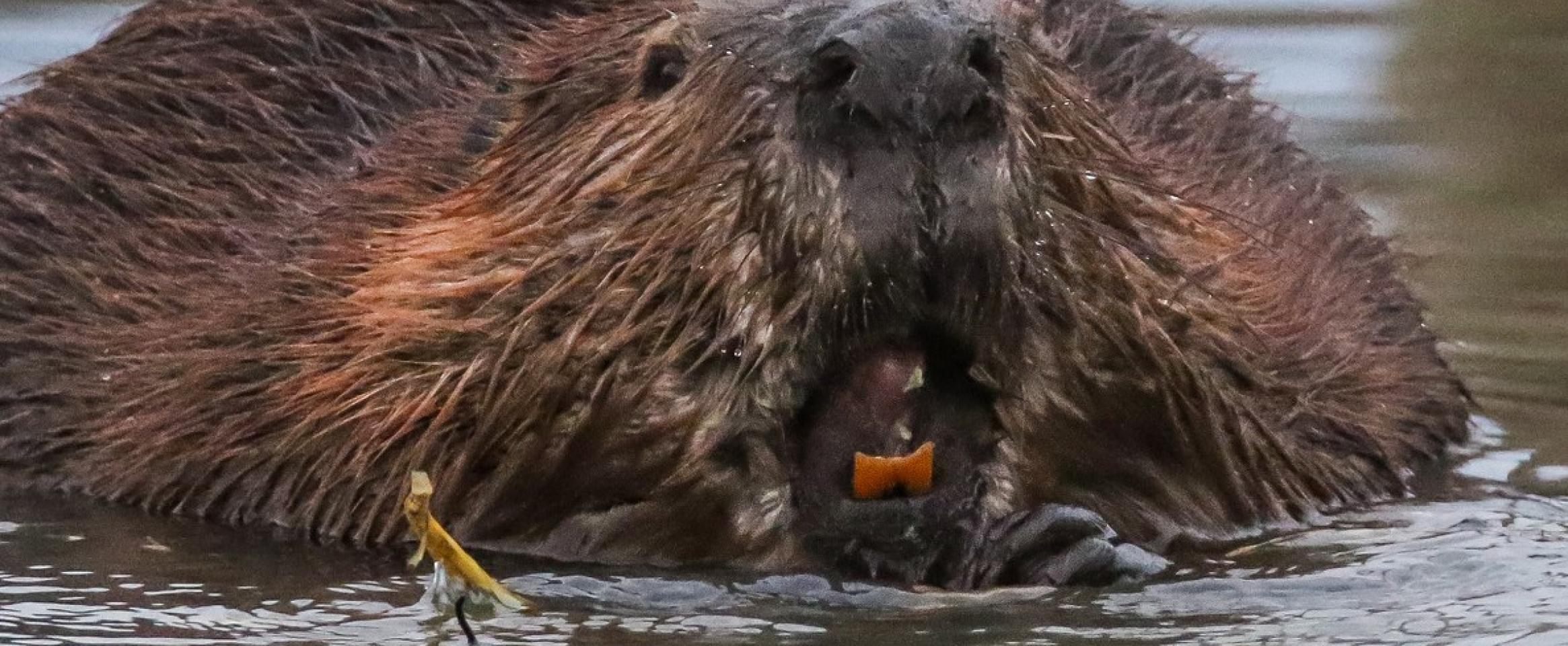 Closeup photo of a beaver's face, exposing its colored incisors, as it surfaces on a lake.