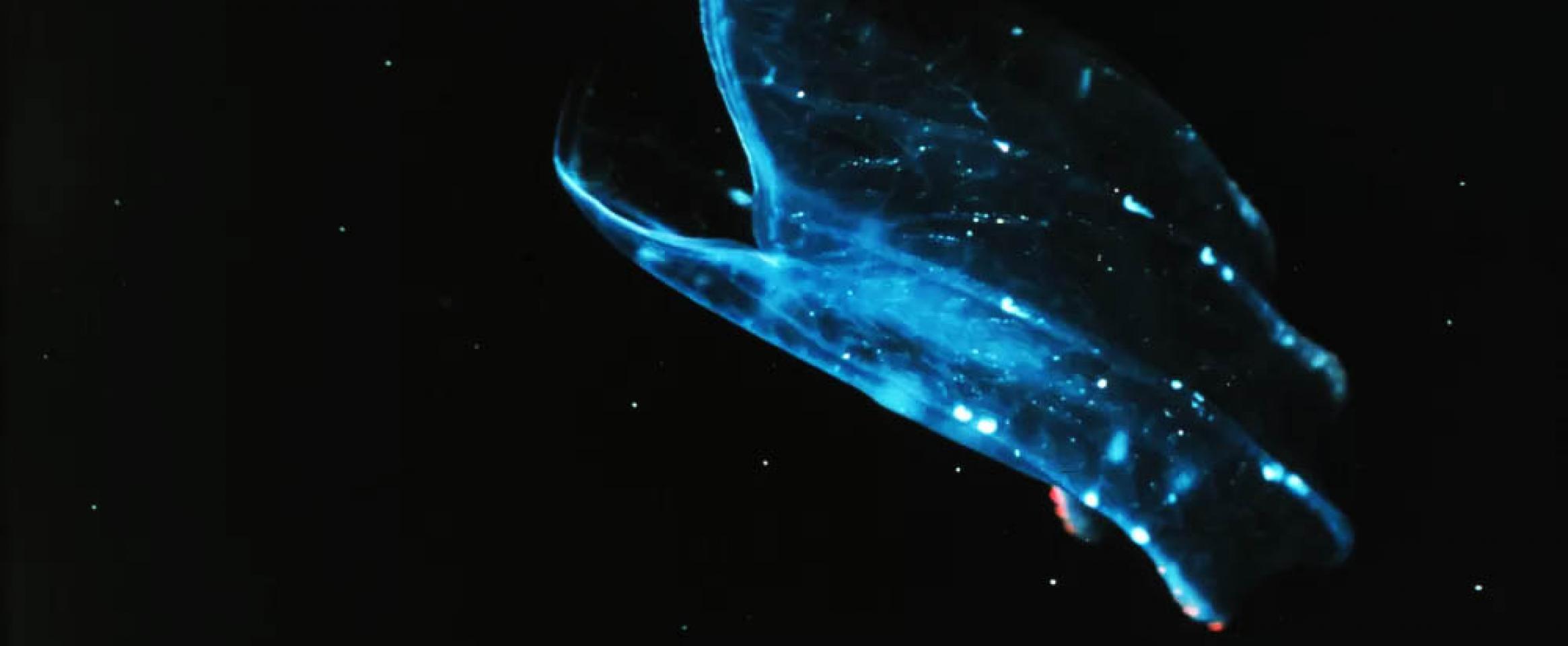 Photo of a beroid ctenophore feeding orifice wide open against a dark sea.