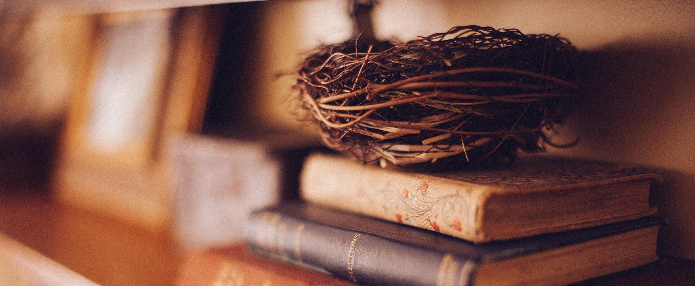 BIrd's nest on library shelf
