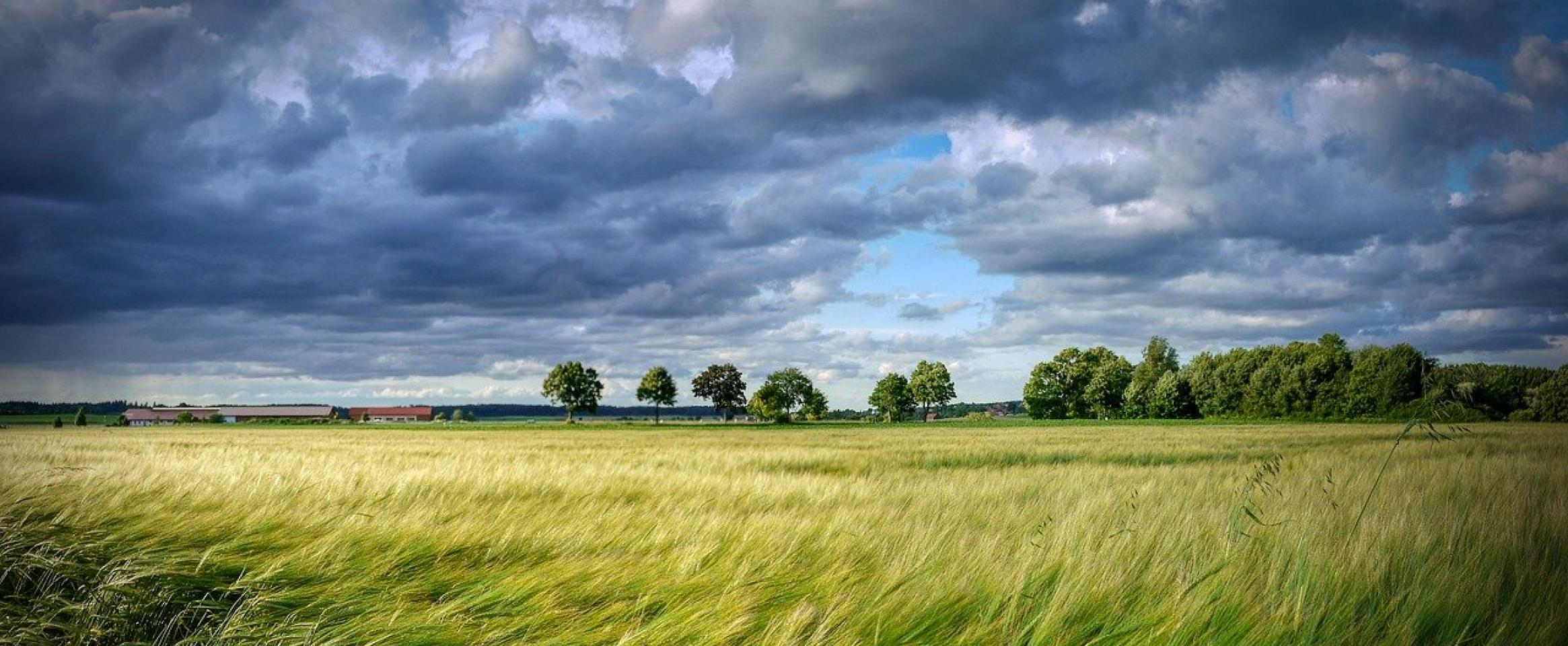 Field of grain waving under darkened sky