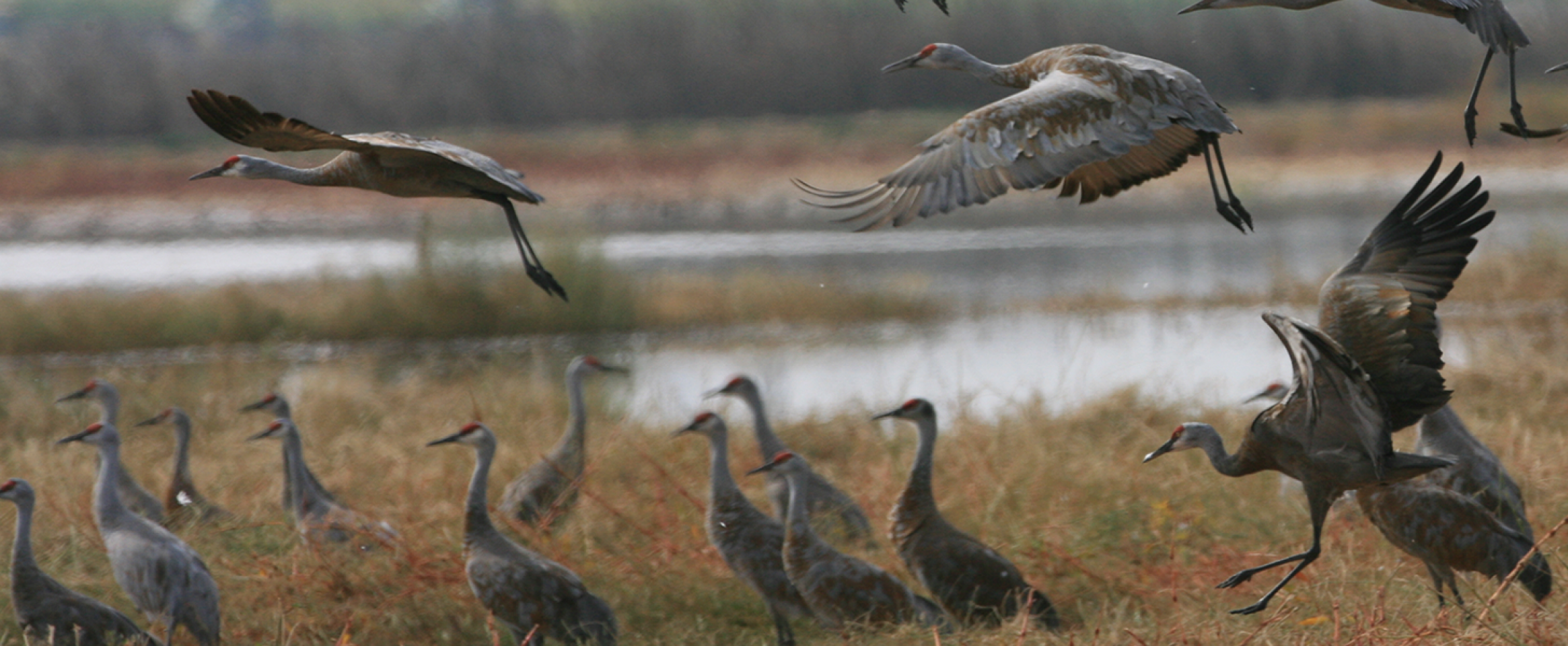 A flock of sandhill cranes descend and land among other cranes in a marsh. Photo by Lee Eastman U.S. Fish and Wildlife Service