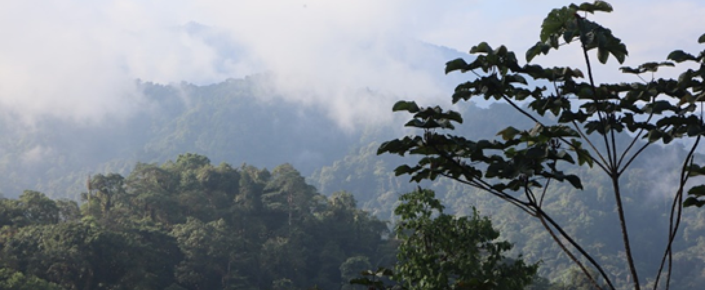 The Amazon rainforest is home to approximately 390 billion trees. However, each of those trees is at risk of being lost unless scientists approach conservation with the transdisciplinary mindset advocated by Stanford’s Zavaleta, which integrates traditional science with local culture. Credit: Olivia Maule