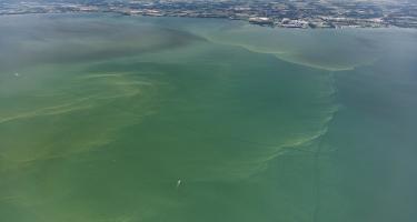 Aerial shot of a harmful algal bloom in Western Lake Erie