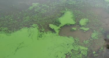 Algal bloom in Lake Binder, Iowa