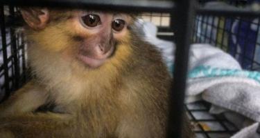 A juvenile monkey peers between the bars of a small crate.