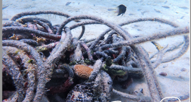 A pile of rope and trash underwater, with small sea creatures growing in it and fish swimming nearby.