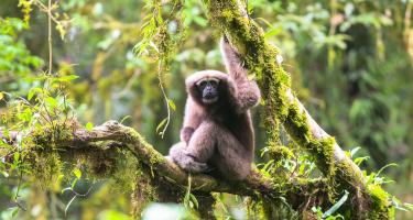 A Skywalker gibbon sitting on a tree branch in Yunnan, China.
