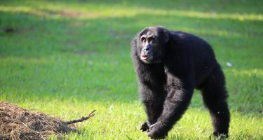 A wild chimpanzee produces vocalizations