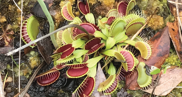 A Venus flytrap, scientific name Dionaea muscipula, with several open jaw-like structures for catching insects