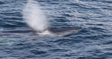 A Rice’s whale surfaces for air.