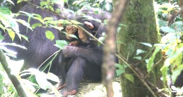 Through foliage, two chimpanzees are sitting close to one another. The larger one is holding a leaf that both chimps are looking at.