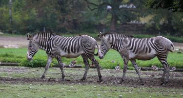 Pair of Grevy’s Zebras