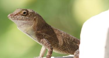 A gray Anolis cristatellus lizard perched on a rock in Picard, Dominica