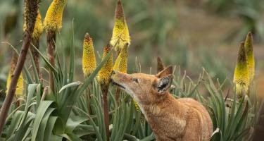 A field of green leaves and yellow-coned flowers surrounds a small orange wolf licking one of the stalks.
