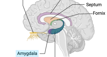 A simple schematic showing the relevant human inner brain structures with white background. The amygdala (emotion center) is located near the hippocampus (memory center), and both of them are close to the olfactory bulb (smell center).