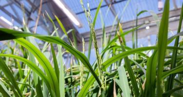 Rice plants growing in a greenhouse. Close up view of the plants’ long grassy leaves and a tall flowering structure.